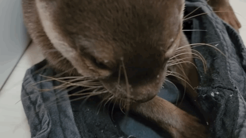 지옥이 다름없는 충격적인 일본 수달 카페.. | 인스티즈