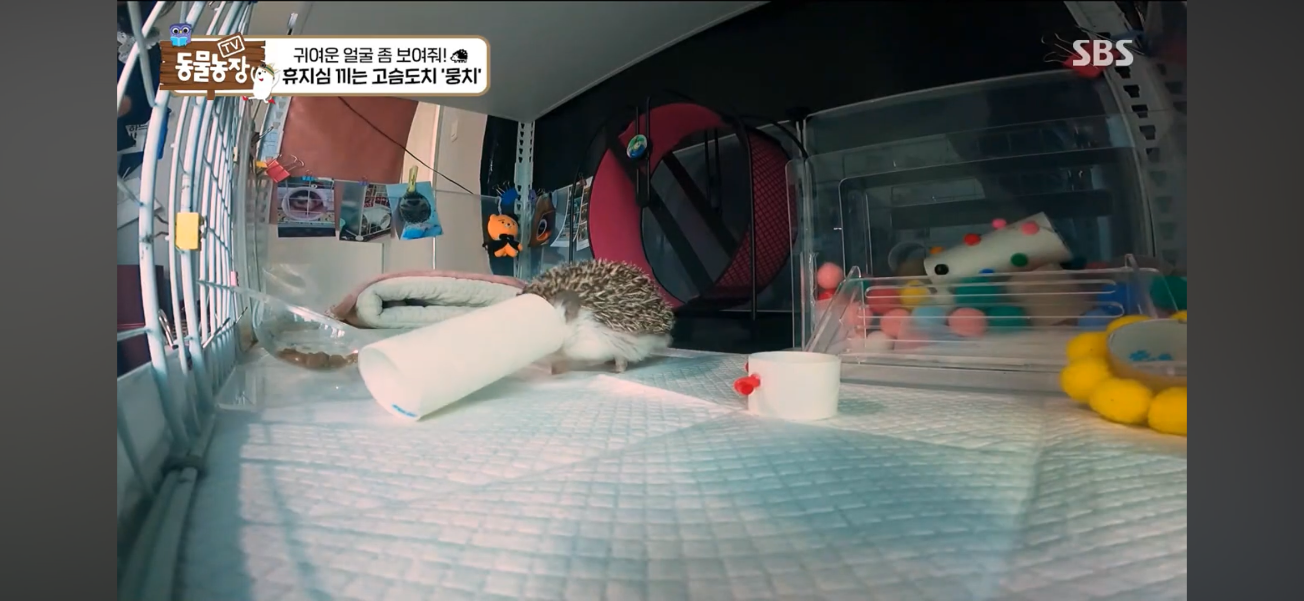 따봉고슴도치 휴지심 좋아도치 | 인스티즈