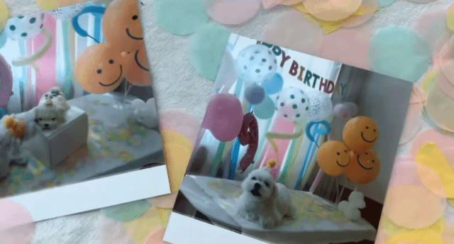 생일이 뭔진 모르겠지만 아무튼 신난 재롱이 | 인스티즈