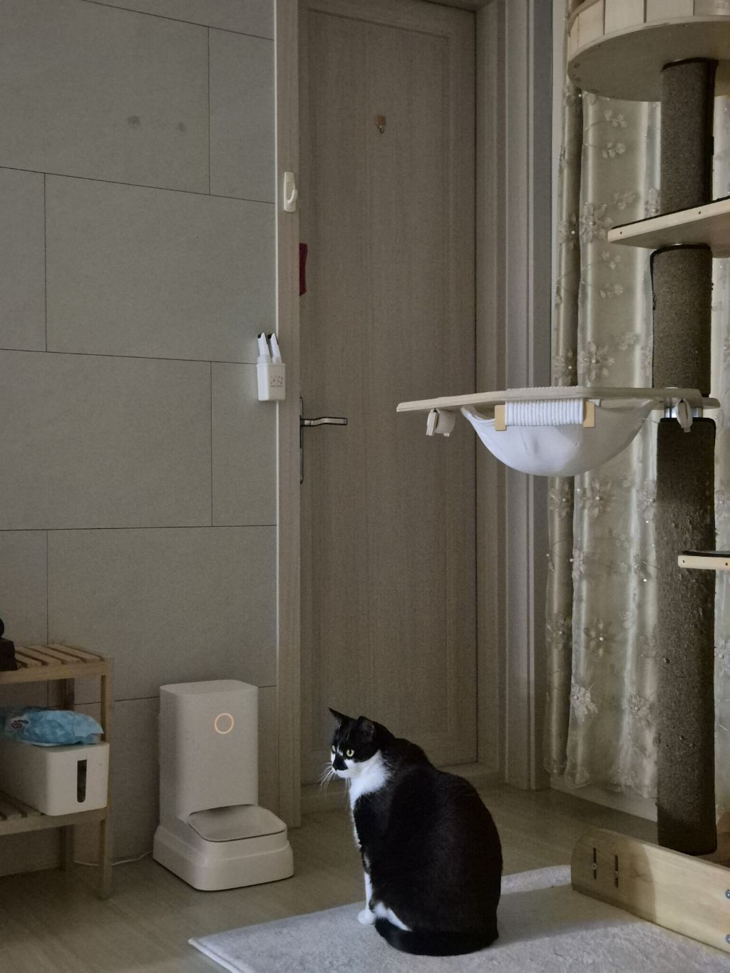 냥이 밥시간 | 인스티즈