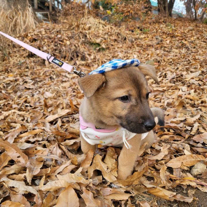 [유기견임보&입양홍보] 주택가 골목에 버려졌던 아기 강아지 콩순이 | 인스티즈