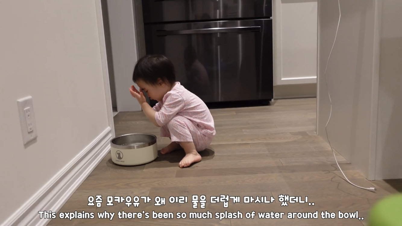 사모예드와 흔들리는 이 뽑는 법 | 인스티즈