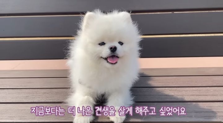 강아지가 두번이나 파양된 충격적인 이유.jpg | 인스티즈