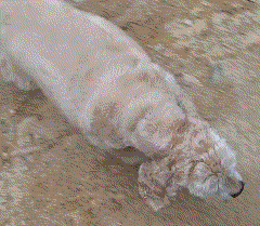 우리개 본가에 일주일정도 보내놨는데 | 인스티즈