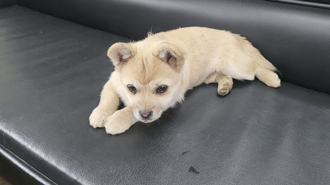 (공지라니... ++추가)새로생긴 회사 복지.. 미쳐서 도저히 일을 못하겠네.. (추가....)++추가 | 인스티즈