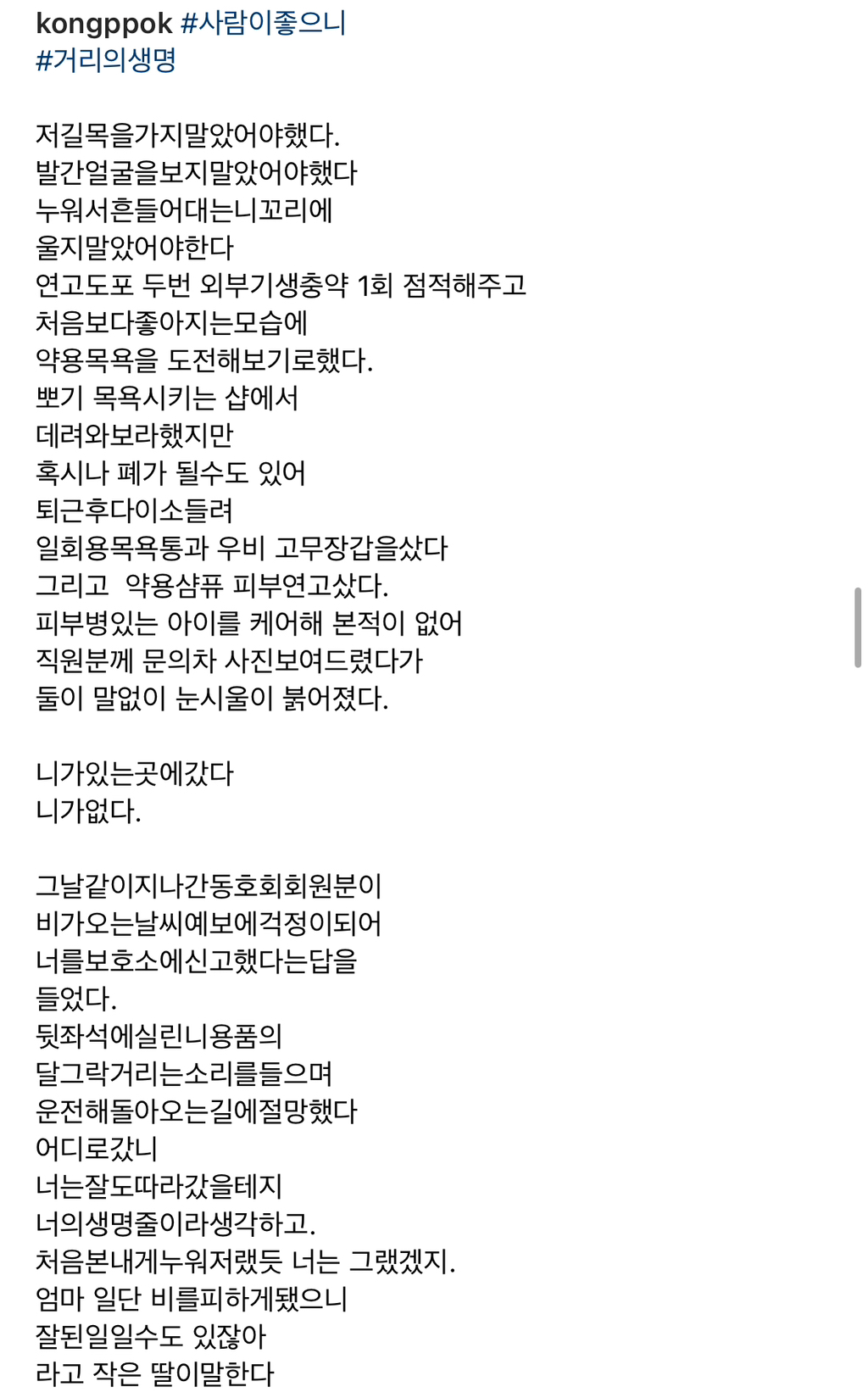 기적에 기적이 이어진 강아지 요미의 이야기 | 인스티즈