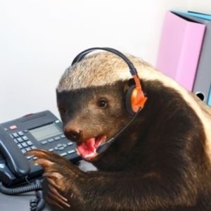 분노조절안되는 미친동물 벌꿀오소리를 알아보자! (제법 귀여움 주의) | 인스티즈