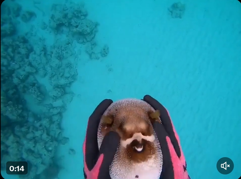 아니 복어가 이렇게 다뤄지는 영상이 존재하는게 신기할따름… | 인스티즈