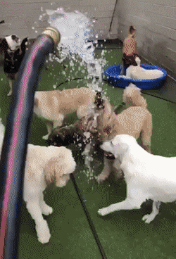 물속성 댕댕이 찾는 법 | 인스티즈