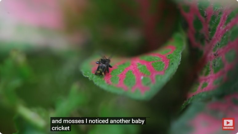 거대한 수조에 열대우림 환경을 조성해놓으면 생기는 일 - 3 | 인스티즈