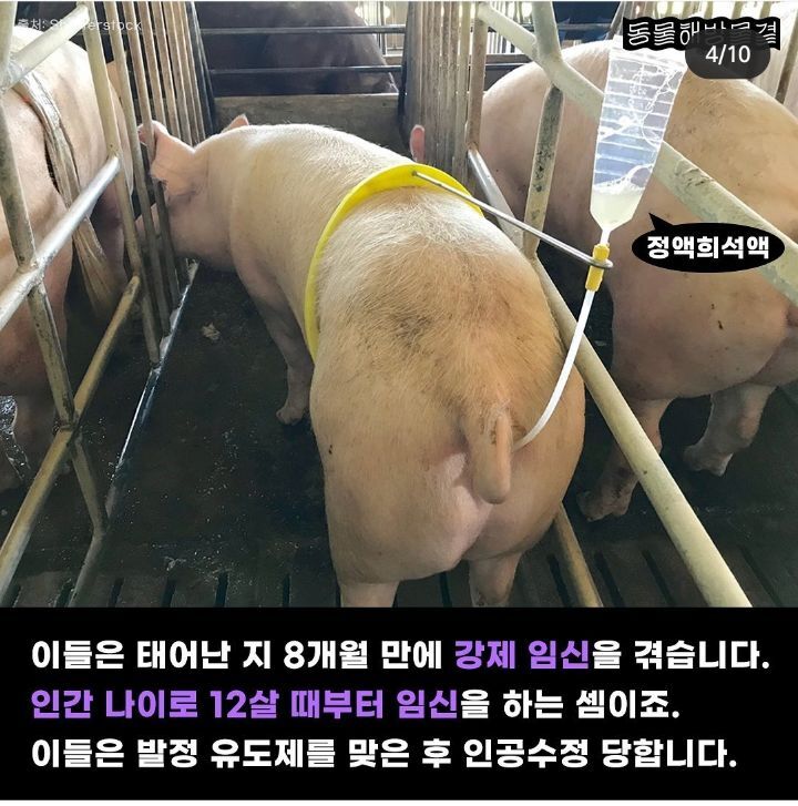 죽을때까지 강제 임신과 출산을 하는 출산기계 | 인스티즈