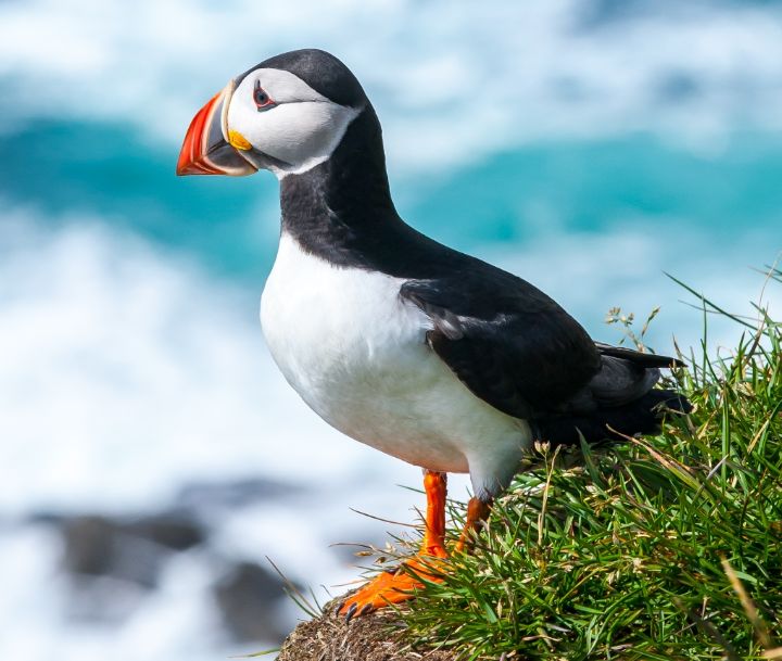 아마 본 적이 없을 특이한 조류 30종 | 인스티즈