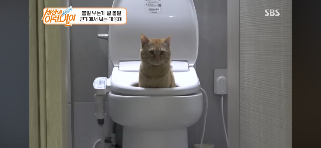 변기에서 볼 일 보는 고양이 | 인스티즈