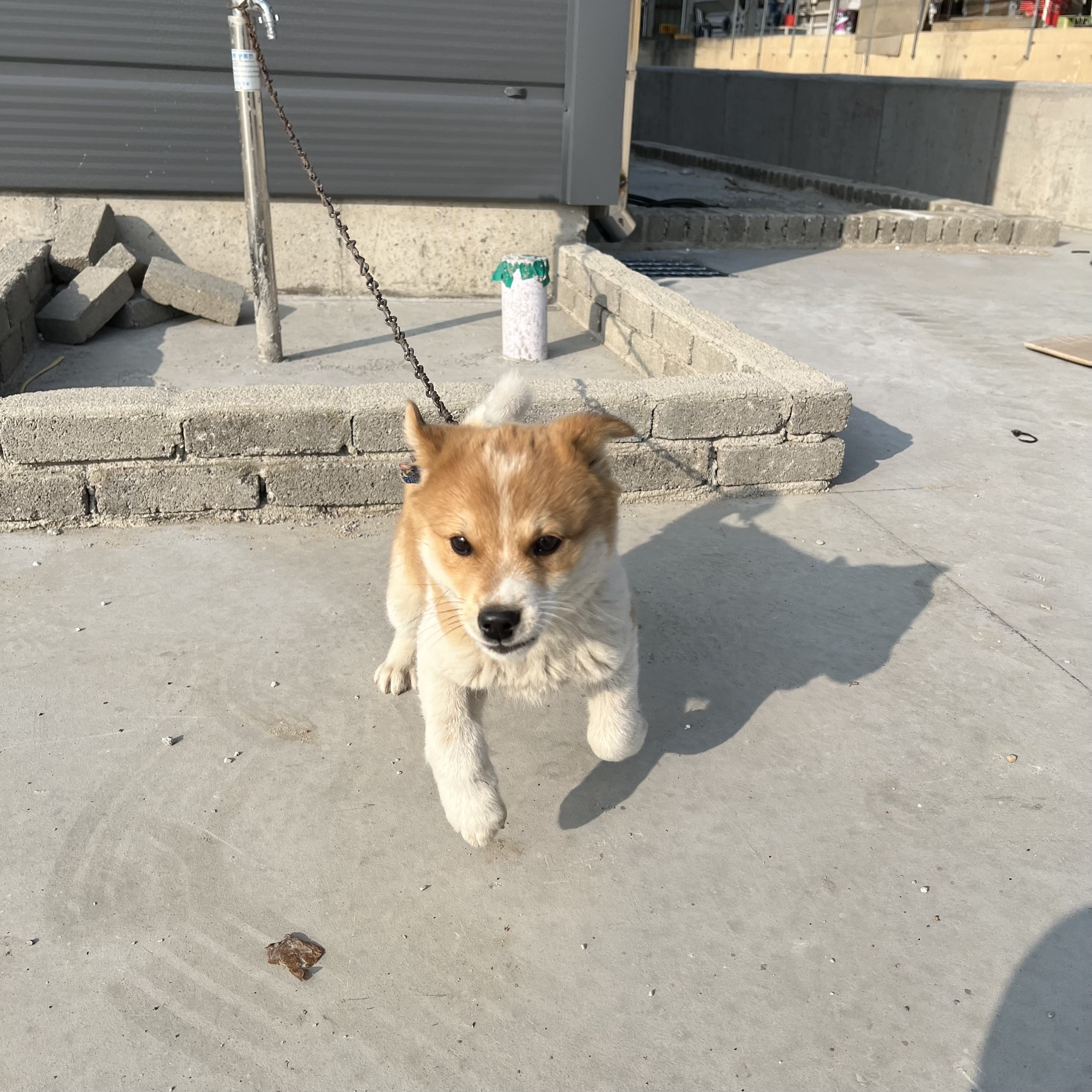 할머니집 시골개 산책시켜주고 왓다내요 | 인스티즈
