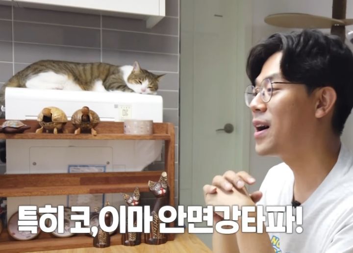 고양이 벽짚 챌린지는 진짜 지능과 관련 있을까? | 인스티즈