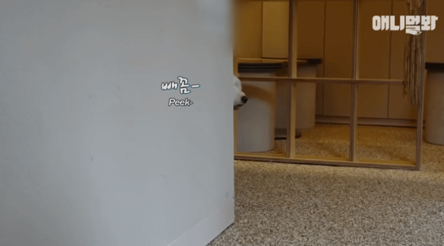 수줍음이 많은 강아지가 사람을 좋아하는 법 | 인스티즈