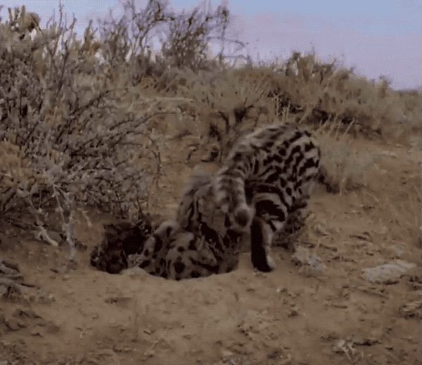 고양잇과 중 사냥성공률이 제일 높은 맹수 | 인스티즈