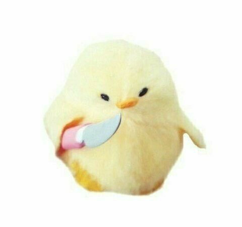 칼든병아리는 어디서 시작했을까 | 인스티즈