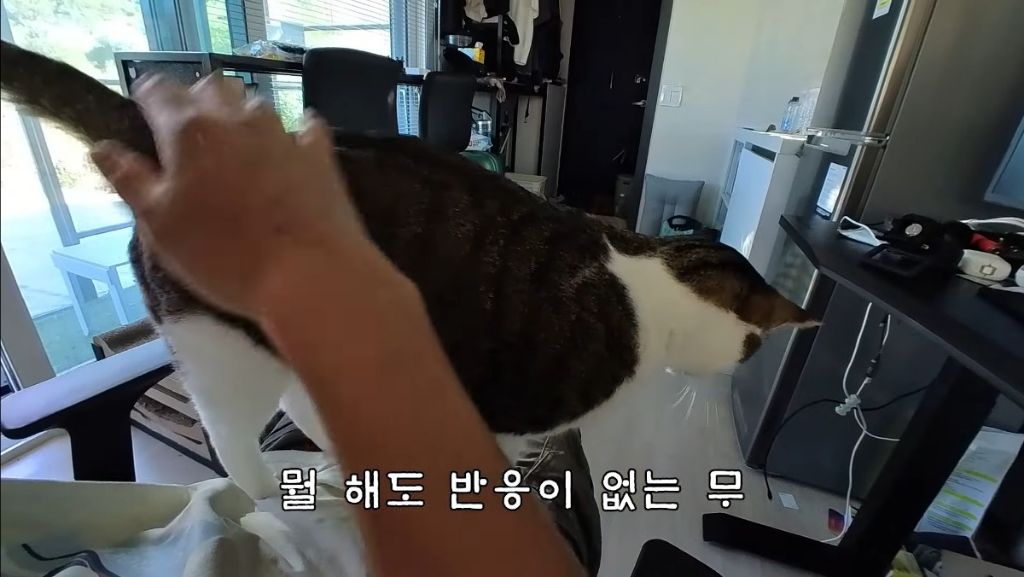[hahaha] 고양이들은 꼬리 만지는 것을 좋아하지 않는다 | 인스티즈