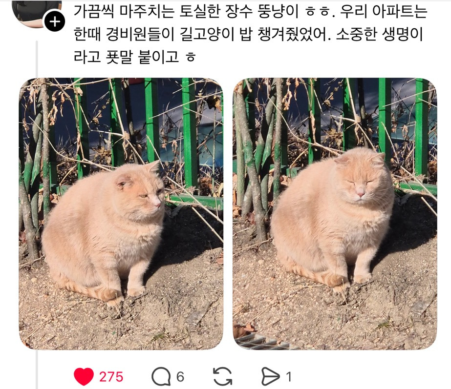 우리동네에 전국구조직 깡패 아저씨 사는데 밤마다 길고양이들한테.thread | 인스티즈