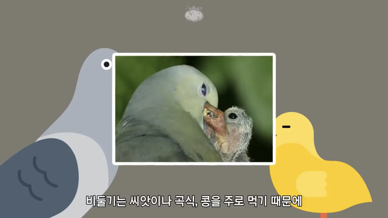 거리에 비둘기가 이렇게 많은데 왜 새끼 비둘기는 안 보일까? | 인스티즈