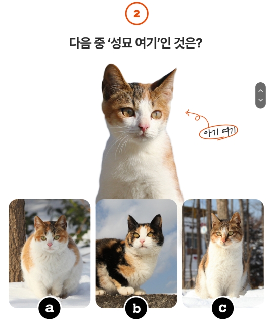 그대로 큰 아기 고양이들 | 인스티즈