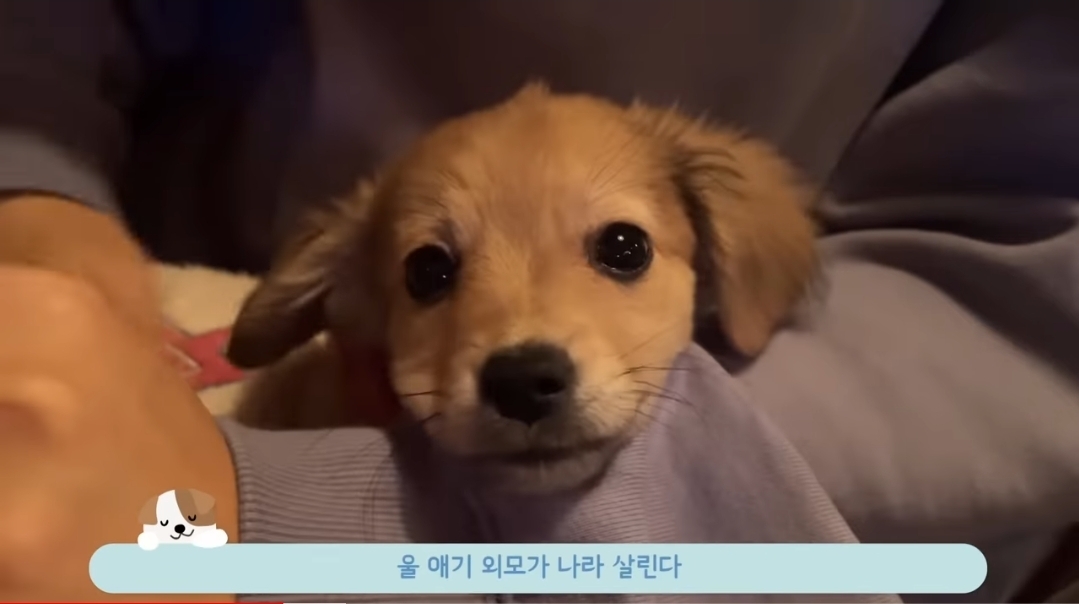 유기견 입양 브이로그 🐶 너무 귀여워 .jpg | 인스티즈