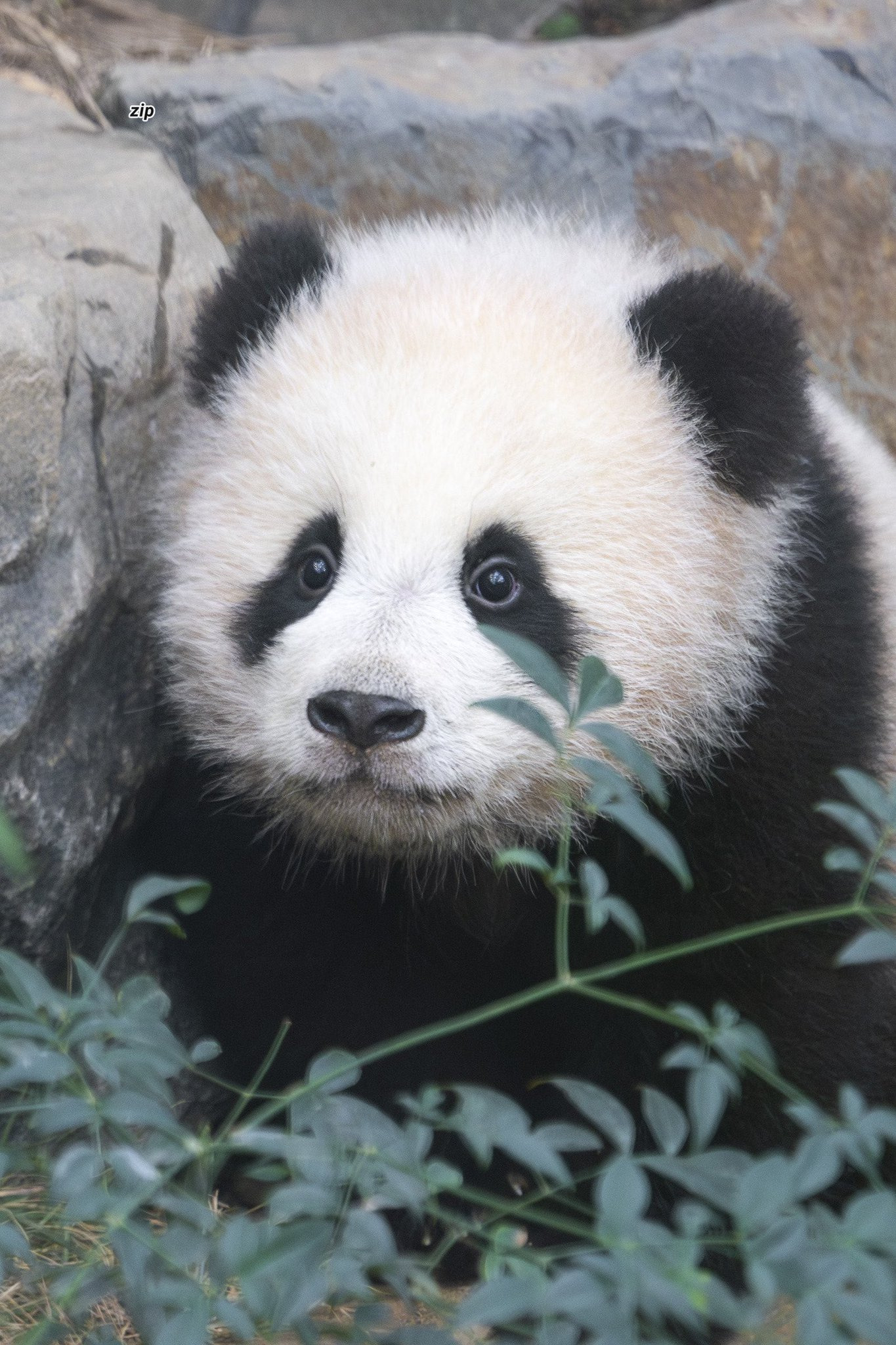 러심후난 (러바오 심은 데 후이바오 난다)🐼 | 인스티즈
