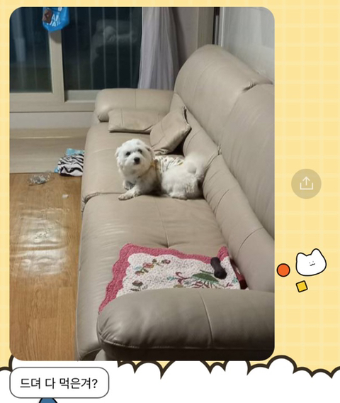 [강아지] 아빠가 보내주는 강아지 사진이 좋은 이유 | 인스티즈