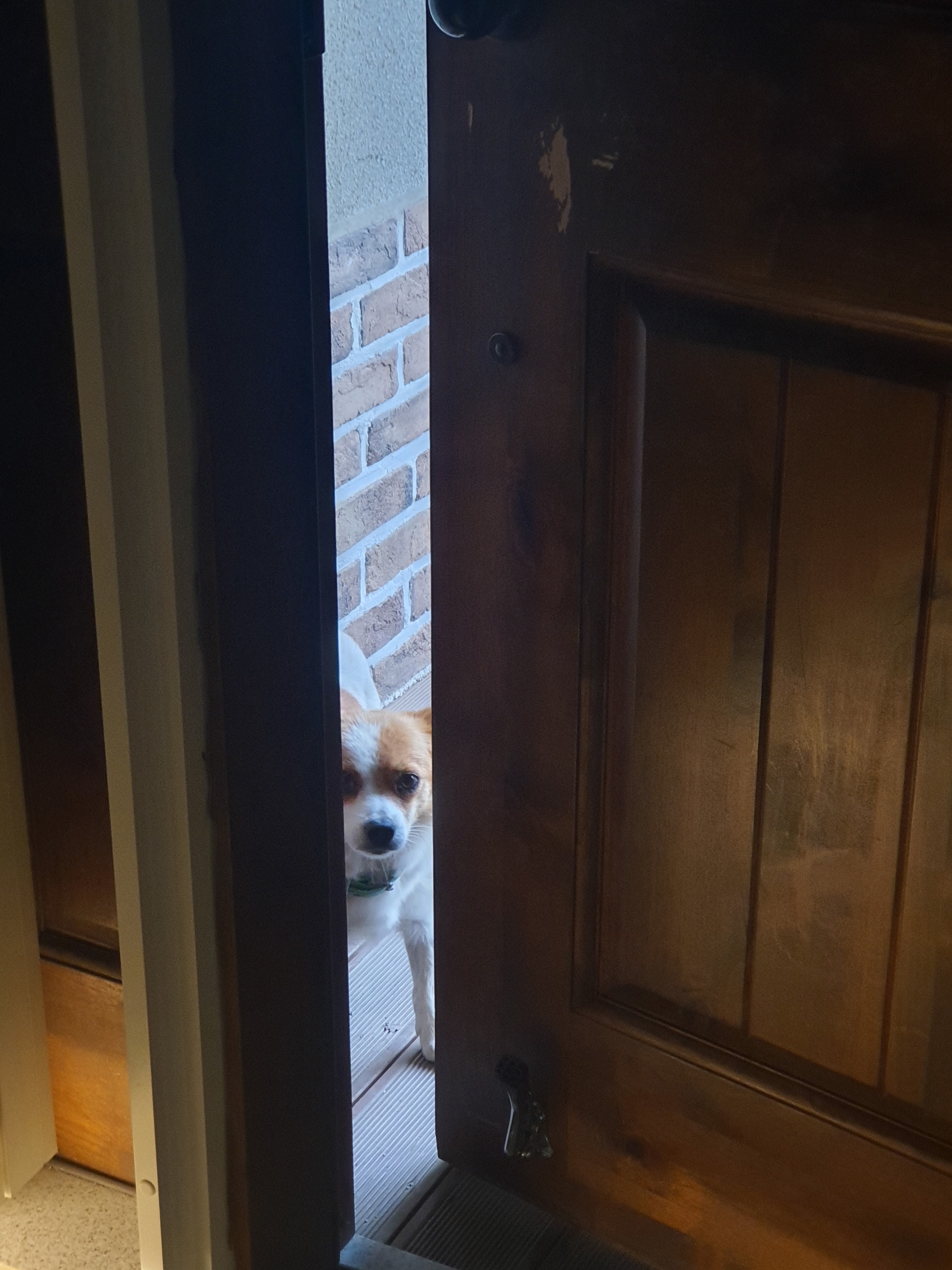 동네 친한 강아지 새끼낳았는데 나 자꾸 따라다녀 (동물농장/ 사진많음) +사진추가 | 인스티즈