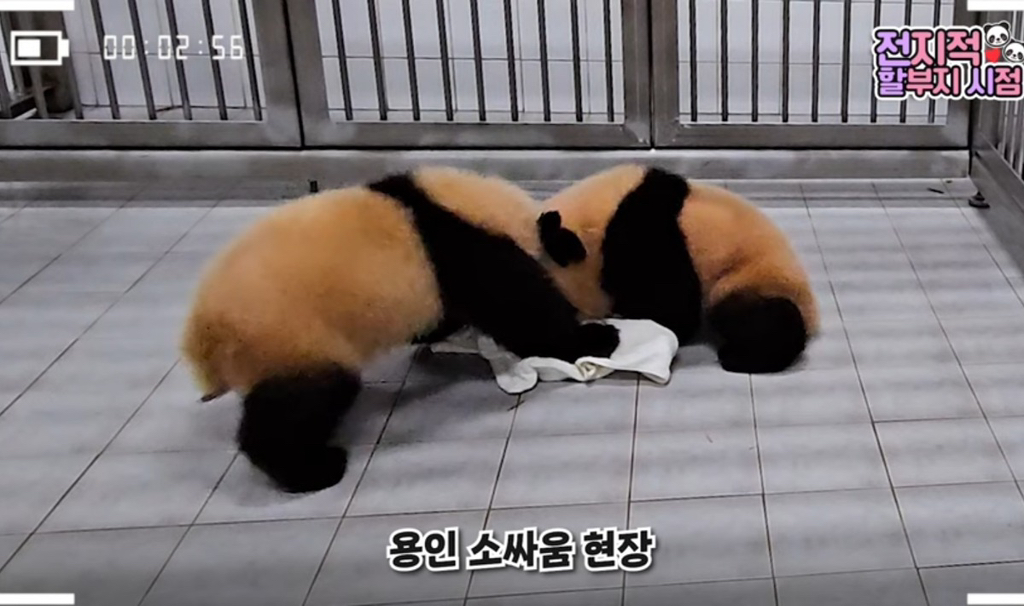 바오 이미지