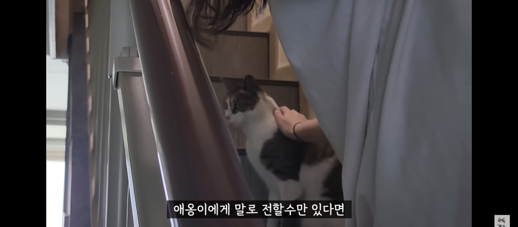 가족들 몰래 고양이를 갖다버린 아빠 | 인스티즈