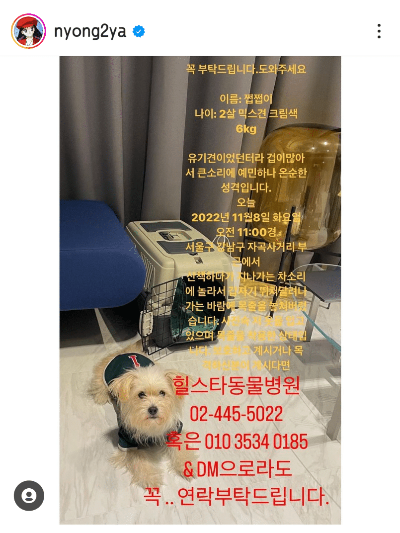 산책 중에 잃어버린 브레이브걸스 민영의 반려견 쩝쩝이를 찾아준 팬들 | 인스티즈