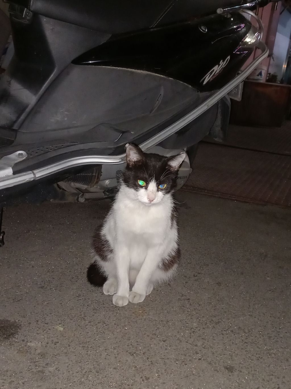 길에서 고양이 보면 사진을 안 찍고는 지나갈 수 없는 병에 걸림 😚🐈‍⬛🐈 | 인스티즈