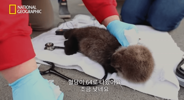 어미잃은 생후 1일차 새끼 해달 구하기 | 인스티즈