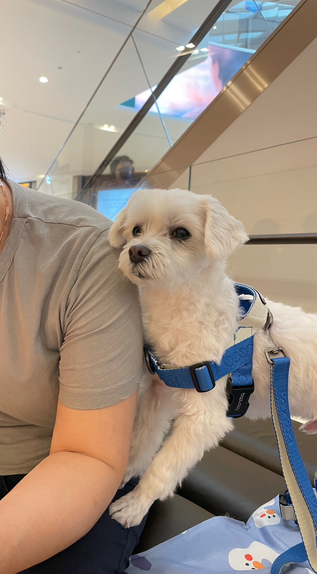 우리집개 찐따 그 잡채 | 인스티즈