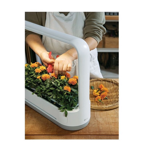 내가 사고 싶어서 찾아본 LG 틔운 미니 (가정 식물 재배기) | 인스티즈