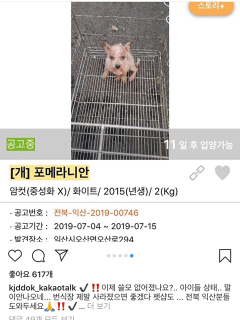 요즘 인기 많은 말티푸, 말티슈 하이브리드 강아지들 만드는 실제 방법...jpg | 인스티즈