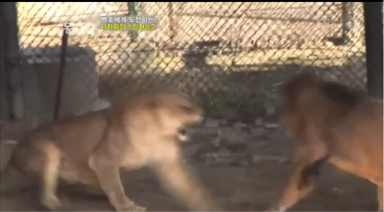 못생긴 수컷은 무토바 금지 시전하는 암컷 사자들 | 인스티즈