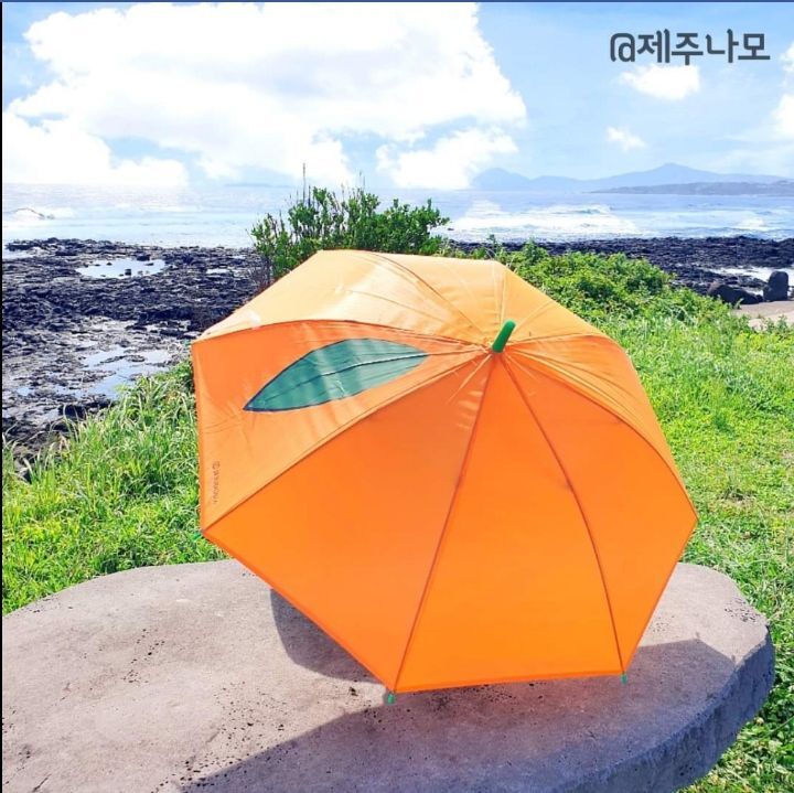 제주도 감귤 아이템🍊.jpg | 인스티즈