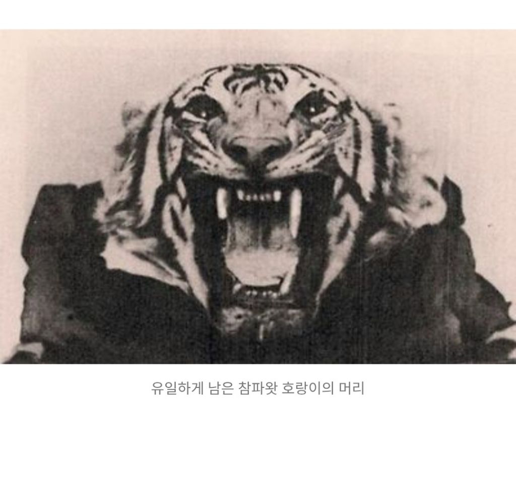 인도와 네팔을 다니며 약 400여명을 죽인 호랑이 | 인스티즈