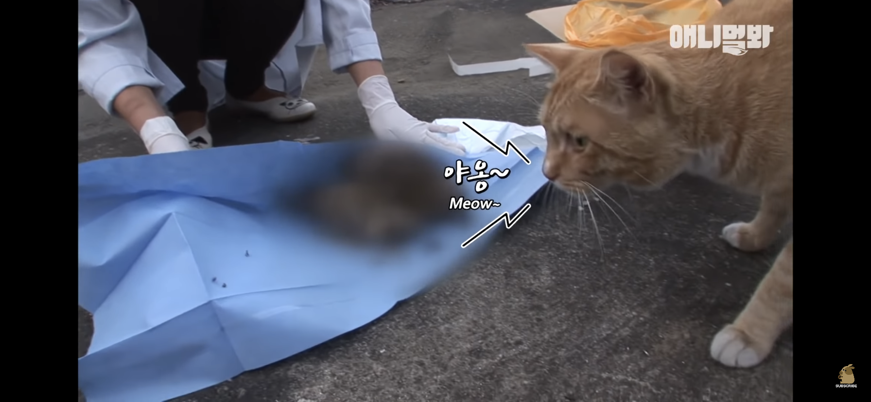 길고양이 목에 쪽지를 달자 생긴 영화같은 일 | 인스티즈