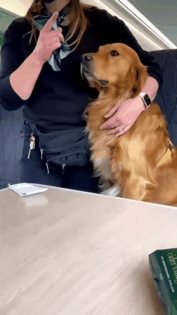 기차에서 주위 사람들 홀리는 골든리트리버 | 인스티즈