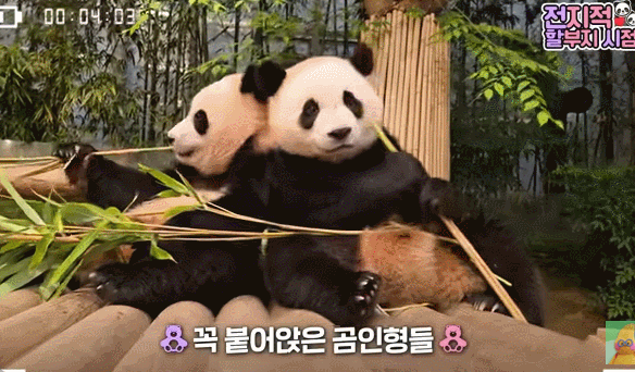 서로 알콩달콩 사이좋은 루이 후이바오 🐼 | 인스티즈