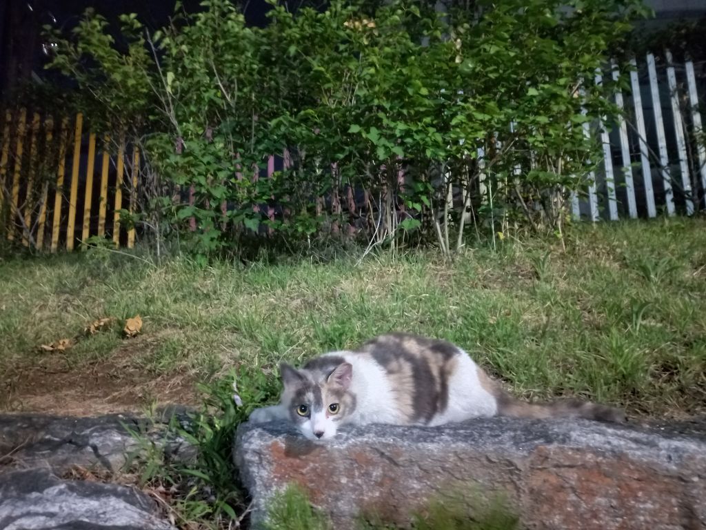 길에서 고양이 보면 사진을 안 찍고는 지나갈 수 없는 병에 걸림 😚🐈‍⬛🐈 | 인스티즈