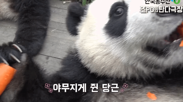 오늘 새로 뜬 이뻐이뻐 아이바오 아기 당근공주 (2살) 시절.gif | 인스티즈