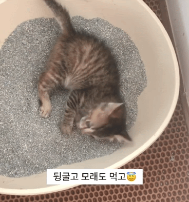 아깽이들은 왜...? | 인스티즈