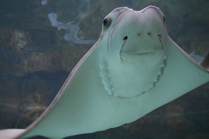 가오리 어이없는 달글 | 인스티즈