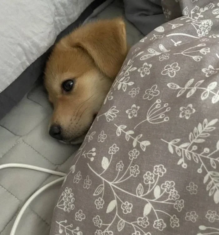 잠 안오는데 억지로 이불 덮여서 강아지 재우려 했더니 멀뚱멀뚱 눈 뜨고 있어요 | 인스티즈