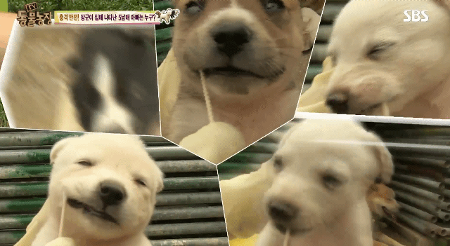 한여름 낮에는 강아지 산책을 시키지마세요 ㅠㅠ | 인스티즈